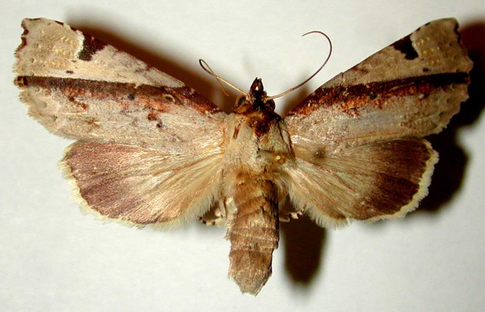 Figura 7. Adulto hembra de <i>Calledema jocasta</i> (Notodontidae), vista dorsal. Voucher 96-SRNP-7027-DHJ32410.jpg.