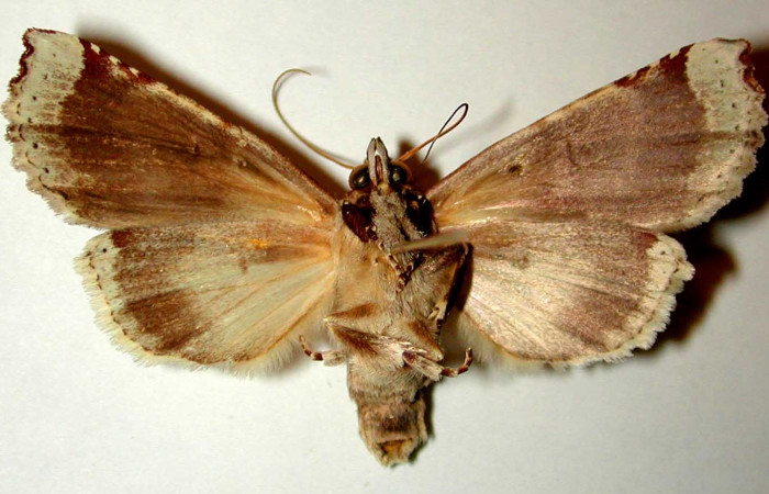 Figura 8. Adulto hembra de <i>Calledema jocasta</i> (Notodontidae), vista ventral. Voucher 96-SRNP-7027-DHJ32411.jpg.