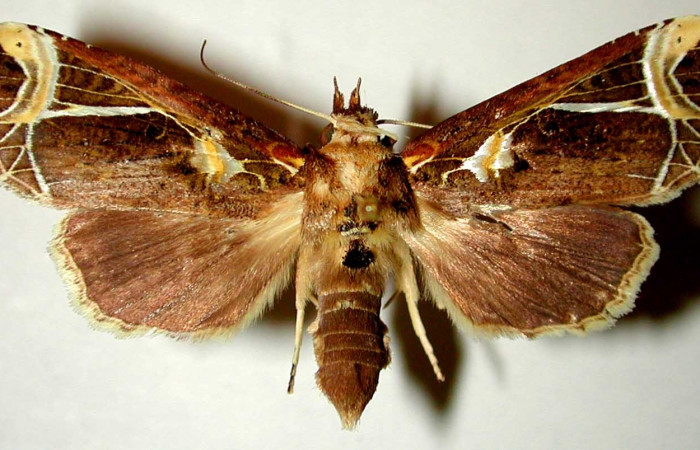 Figura 14. Adulto hembra de <i>Calledema argenta</i> (Notodontidae), vista dorsal. Voucher 98-SRNP-6894.1-DHJ32408.jpg.