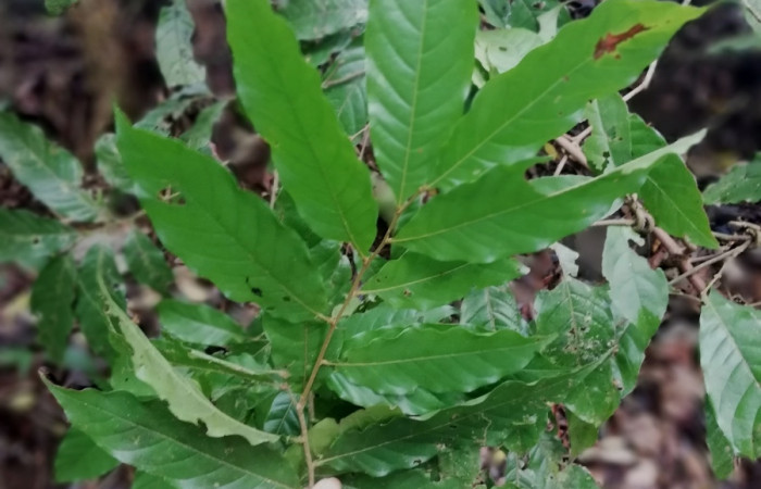Figura 15. <i>Hirtella triandra</i> (Chrysobalanaceae), Planta hospedera de <i>Calledema argent</i>a (Notodontidae). Foto Gloria Sihezar. Estación San Gerardo abril 2022.