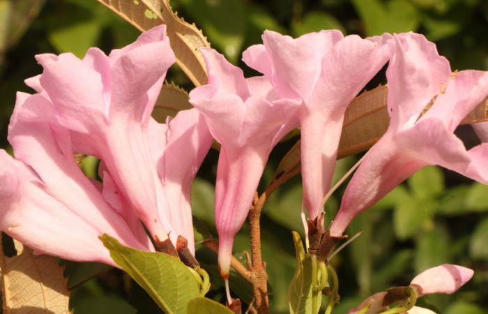 Figura. 10 Flor lateral <i>Arrabidaea conjugata</i>, (Bignoniaceae). Area de Conservación Guanacaste, Sector Rincón Rain Forest, Estación Leiva, Sendero Flecha, (elevación 491 metros), colectada el 20  Abril 2022. Foto, Jorge Hernández.