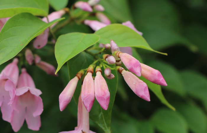 Figura. 12 Botones florales <i>Arrabidaea conjugata</i>, (Bignoniaceae). Area de Conservación Guanacaste, Sector Rincón Rain Forest, Estación Leiva, Sendero Flecha, (elevación 491 metros), colectada el 20  Abril 2022. Foto, Jorge Hernández.