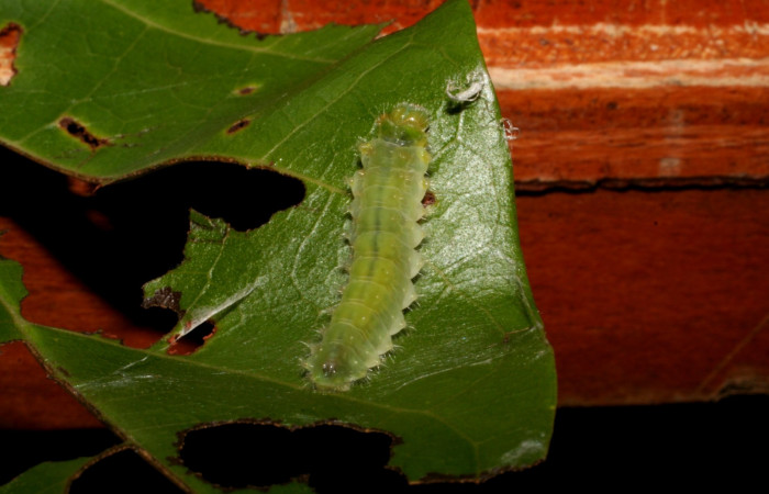 Figura. 13 Larva <i>Emesis brimo</i> Riodinidae), posición dorsal entero alimentándose en <i> Arrabidaea conjugata</i>, (Bignoniaceae). (05-SRNP-2429-DHJ402374.jpg).