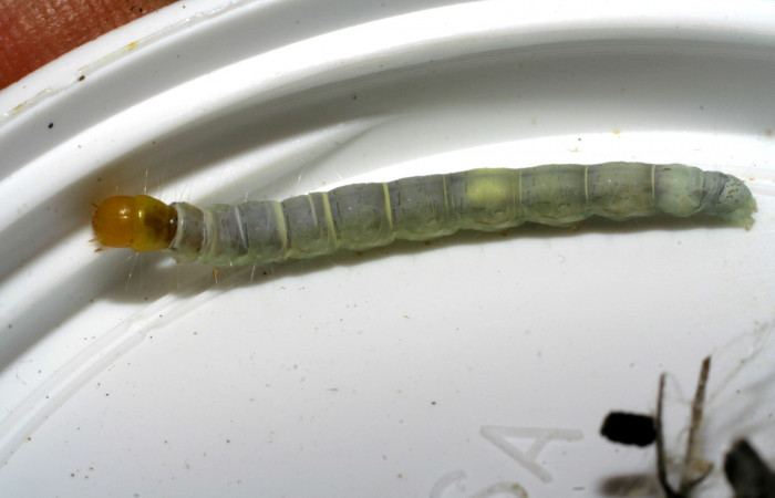 Figura. 15 Larva elachJanzen01 Janzen109 (Depresariidae), posición dorsal entero alimentándose en <i> Arrabidaea conjugata</i>, (Bignoniaceae). (07-SRNP-3369-DHJ433496.jpg).