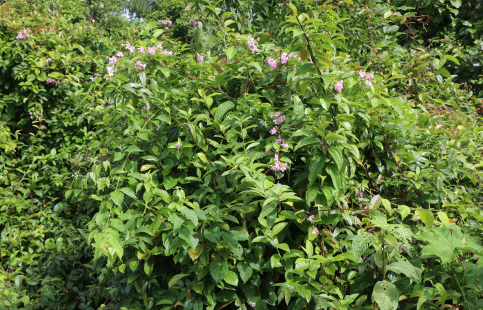 Figura. 1 Habitad <i>Arrabidaea conjugata</i>, (Bignoniaceae). Area de Conservación Guanacaste, Sector Rincón Rain Forest, Estación Leiva, Sendero Flecha, (elevación 491 metros), colectada el 20  Abril 2022. Foto, Jorge Hernández.