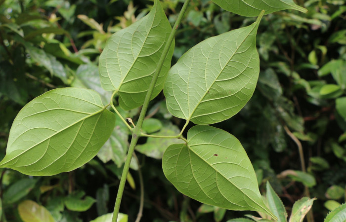 Figura. 3 Hojas posición envés <i>Arrabidaea conjugata</i>, (Bignoniaceae). Area de Conservación Guanacaste, Sector Rincón Rain Forest, Estación Leiva, Sendero Flecha, (elevación 491 metros), colectada el 20  Abril 2022. Foto, Jorge Hernández.