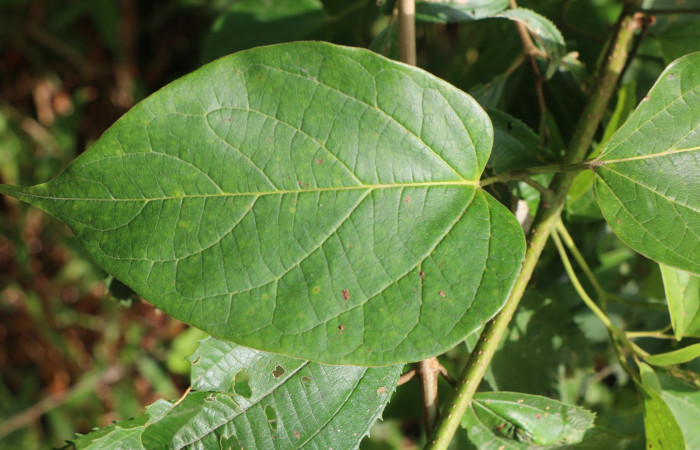 Figura. 4 Hojas posición haz <i>Arrabidaea conjugata</i>, (Bignoniaceae). Area de Conservación Guanacaste, Sector Rincón Rain Forest, Estación Leiva, Sendero Flecha, (elevación 491 metros), colectada el 20  Abril 2022. Foto, Jorge Hernández.