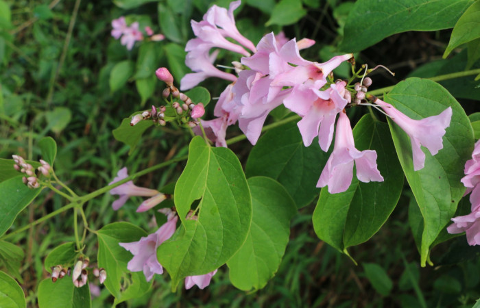 Figura. 7 Flores <i>Arrabidaea conjugata</i>, (Bignoniaceae). Area de Conservación Guanacaste, Sector Rincón Rain Forest, Estación Leiva, Sendero Flecha, (elevación 491 metros), colectada el 20  Abril 2022. Foto, Jorge Hernández.