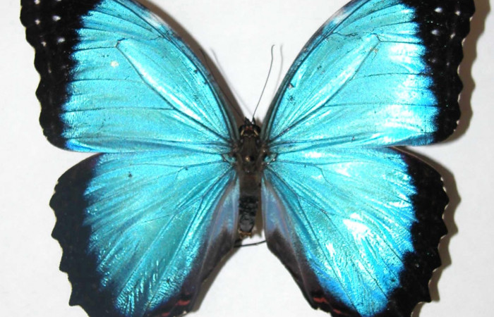 Figura 9. Adulto macho <i>Morpho polybaptus</i> (Nymphalidae). Posición dorsal. Área de Conservación Guanacaste, Sector Santa Rosa. 02-SRNP-21505-DHJ34698.
