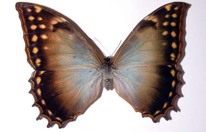 Figura 22. Adulto <i>Morpho heraldica</i> Nymphalidae). Posición dorsal. Área de Conservación Guanacaste, Sector Santa Rosa. 02-SRNP-23688-DHJ97678.
