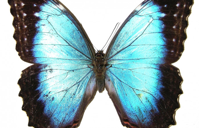 Figura 11. Adulto hembra <i>Morpho polybaptus</i> (Nymphalidae). Posición dorsal. Área de Conservación Guanacaste, Sector Santa Rosa. 04-SRNP-33010-DHJ308336.