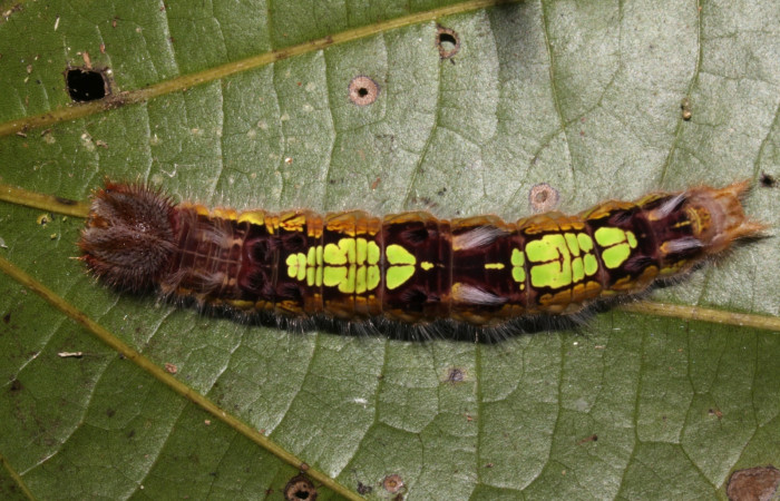 Figura 21. Larva <i>Morpho heraldica</i> (Nymphalidae), posición lateral entero en la hoja de la planta <i>Abuta panamensis</i> (Menispermaceae). 14-SRNP-30915-DHJ721050.jpg.
