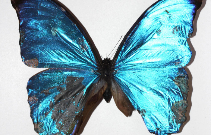 Figura 13. Adulto <i>Morpho amathonte</i> (Nymphalidae). Posición dorsal. Área de Conservación Guanacaste, Sector Santa Rosa. 17-SRNP-1217-DHJ932758.