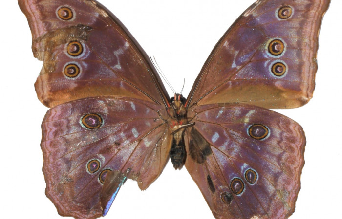 14. Adulto <i>Morpho amathonte</i> (Nymphalidae). Posición ventral. Área de Conservación Guanacaste, Sector Santa Rosa. 17-SRNP-1217-DHJ932759.