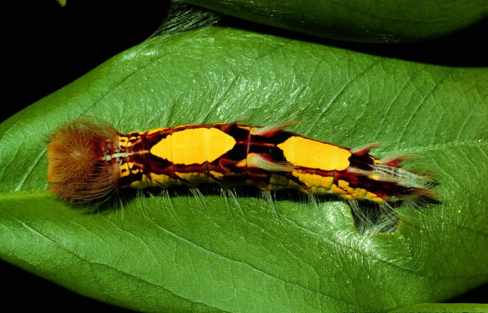 Figura 12. Larva <i>Morpho amathonte</i> (Nymphalidae), posición dorsal entero en la hoja de la planta <i>Pterocarpus officinalis</i> (Fabaceae). 93-SRNP-233-DHJ26760.jpg.