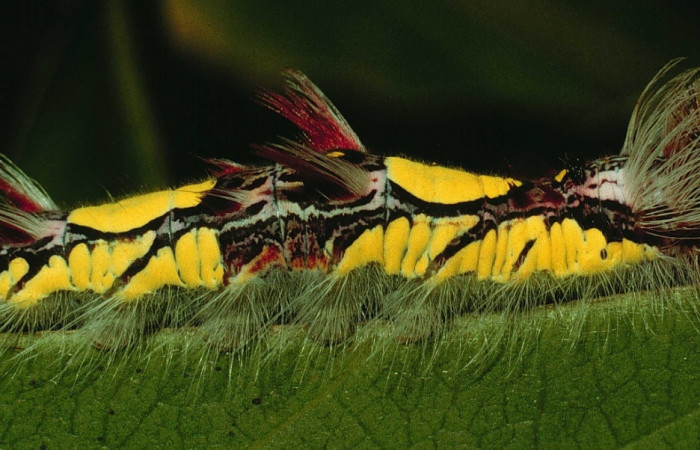 Figura 15. Larva <i>Morpho helenor</i> (Nymphalidae), posición lateral entero en la hoja de la planta <i>Heteropterys laurifolia</i> (Fabaceae). 94-SRNP-117-DHJ26877.jpg.