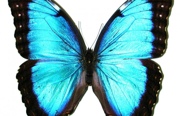 Figura 16. Adulto <i>Morpho helenor</i> (Nymphalidae). Posición dorsal. Área de Conservación Guanacaste, Sector Santa Rosa. 97-SRNP-1574-DHJ35112.