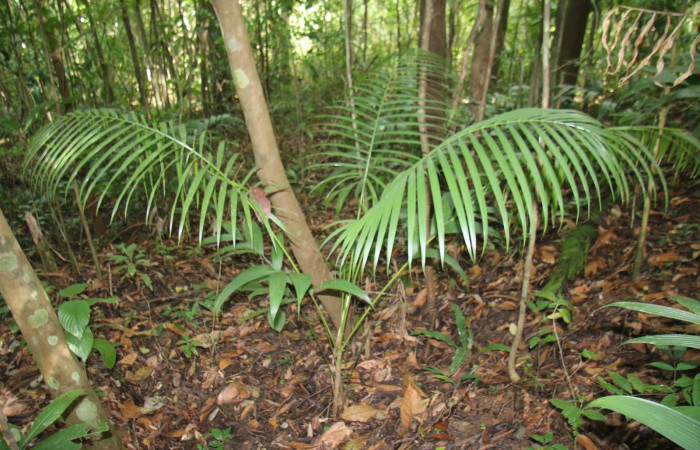 Figura 2. Planta <i>Euterpe precatoria</i> (Arecaceae), hospedero de la larva <i>Morpho polybaptus</i> (Nymphalidae), foto Angel Hernández. Estación Biológica Wege . img_0653.jpg.