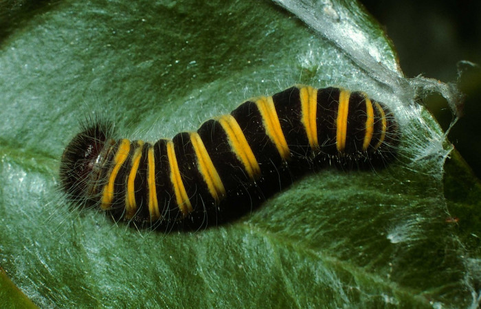 Fig. 5. Larva de <i>Oxynetra stangelandi</i> (Hesperiidae). Vista dorsal. Larva en penúltimo estadío, 18 mm de longitud. Foto: 13/julio/2002. Estación Cacao. Voucher: 02-SRNP-23109-DHJ68582.jpg.