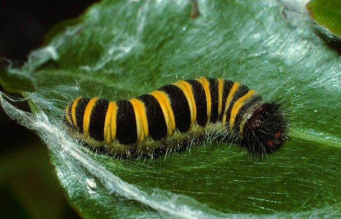 Fig. 6. Larva de <i>Oxynetra stangelandi</i> (Hesperiidae). Vista lateral. Larva en penúltimo estadío, 18 mm de longitud. Foto: 13/julio/2002. Estación Cacao. Voucher: 02-SRNP-23109-DHJ68586.jpg.