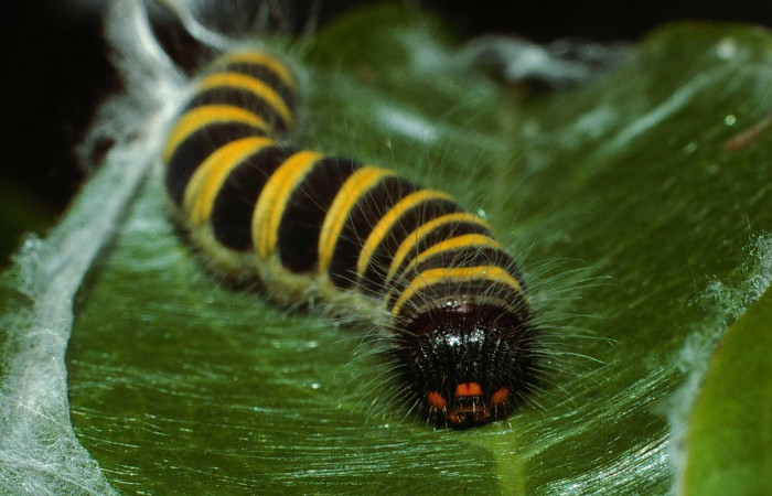 Fig. 7. Larva de <i>Oxynetra stangelandi</i> (Hesperiidae). Cabeza de frente. Larva en penúltimo estadío, 18 mm de longitud. Foto: 13/julio/2002. Estación Cacao. Voucher: 02-SRNP-23109-DHJ68590.jpg.