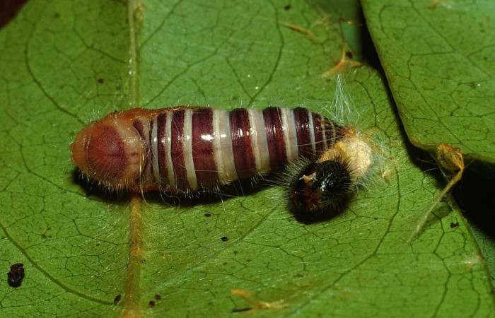 Fig. 8. Pupa de <i>Oxynetra stangelandi</i> (Hesperiidae). Pupa dorsal, 30 mm de longitud.   Foto: 17/agosto/2002. Estación Cacao. Voucher: 02-SRNP-23109-DHJ69134.jpg.