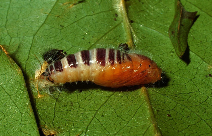 Fig. 9. Pupa de <i>Oxynetra stangelandi</i> (Hesperiidae). Pupa lateral, 30 mm de longitud.   Foto: 17/agosto/2002. Estación Cacao. Voucher: 02-SRNP-23109-DHJ69135.jpg.
