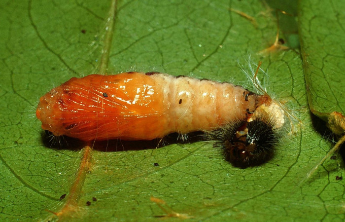 Fig. 10. Pupa de <i>Oxynetra stangelandi</i> (Hesperiidae). Pupa ventral, 30 mm de longitud.   Foto: 17/agosto/2002. Estación Cacao. Voucher: 02-SRNP-23109-DHJ69139.jpg.