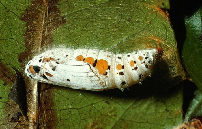 Fig. 12. Pupa de <i>Oxynetra stangelandi</i> (Hesperiidae). Pupa lateral, 30 mm de longitud.   Foto: 25/agosto/2002. Estación Cacao. Voucher: 02-SRNP-23109-DHJ69143.jpg.