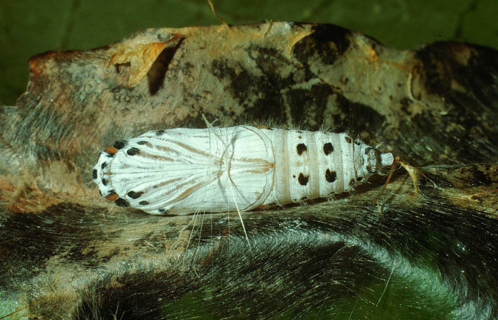 Fig. 13. Pupa de <i>Oxynetra stangelandi</i> (Hesperiidae). Pupa ventral, 23 mm de longitud. Foto: 17/agosto/2002. Estación Cacao. Voucher: 02-SRNP-23283-DHJ69204.jpg.