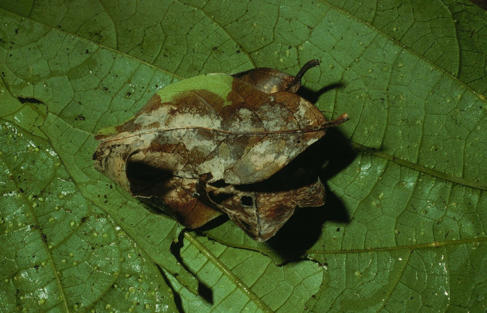 Fig. 11. Casa de <i>Oxynetra stangelandi</i> (Hesperiidae). Casa 38 mm de longitud.   Foto: 17/agosto/2002. Estación Cacao. Voucher: 02-SRNP-23283-DHJ69205.jpg.