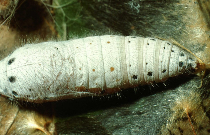 Fig. 14. Pupa de <i>Oxynetra stangelandi</i> (Hesperiidae). Pupa dorsal, 23 mm de longitud.   Foto: 17/agosto/2002. Estación Cacao. Voucher: 02-SRNP-23283-DHJ70445.jpg.