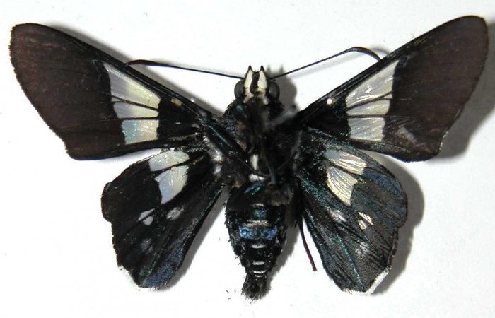 Fig 1. Macho de <i>Oxynetra stangelandi</i> (Hesperiidae). Vista ventral, envergadura alar 39 mm de longitud. Voucher: 02-SRNP-23284-DHJ37299.jpg.  BIN: BOLD:AAC7427.