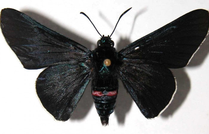 Fig 3. Hembra de <i>Oxynetra stangelandi</i> (Hesperiidae). Vista dorsal, envergadura alar 46 mm de longitud. Voucher: 02-SRNP-23286-DHJ37296.jpg.  BIN: BOLD:AAC7427.