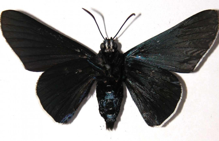 Fig 4. Hembra de <i>Oxynetra stangelandi</i> (Hesperiidae). Vista ventral, envergadura alar 46 mm de longitud. Voucher: 02-SRNP-23286-DHJ37297.jpg.  BIN: BOLD:AAC7427.