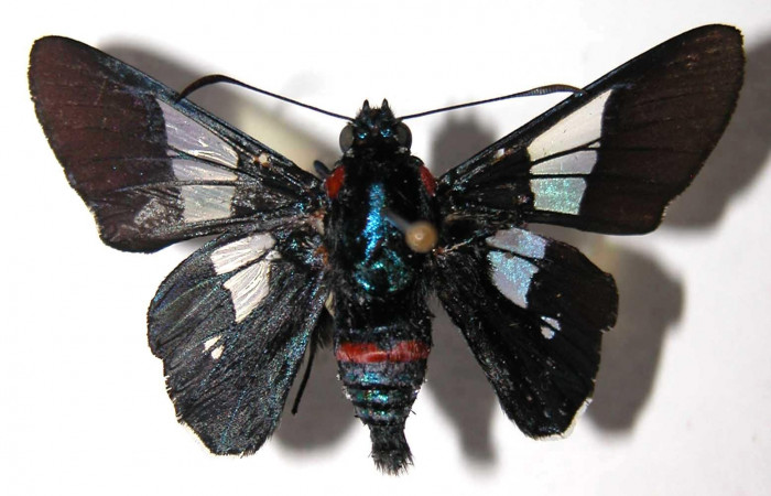 Fig 2. Macho de <i>Oxynetra stangelandi</i> (Hesperiidae). Vista dorsal, envergadura alar 39 mm de longitud. Voucher: 02-SRNP-23284-DHJ37298.jpg.  BIN: BOLD:AAC7427.