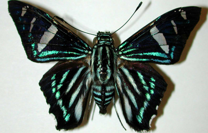 Figura 16. Adulto de <i>Phocides</i> pigmalionDHJ02 (Hesperiidae) posición ventral 00-SRNP-12628-DHJ33650.