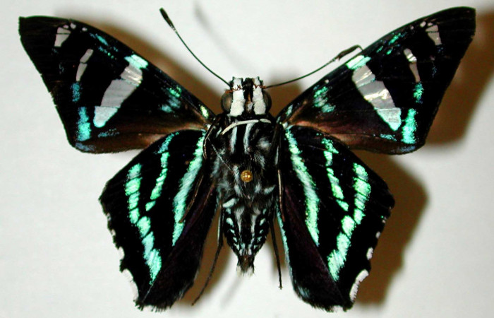 Figura 17. Adulto de <i>Phocides</i> pigmalionDHJ02 (Hesperiidae) posición dorsal 00-SRNP-12628-DHJ33651.