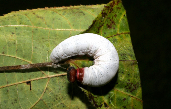 Figura 7. Larva de <i>Phocides</i>  pigmalionDHJ02 (Hesperiidae) posición dorsal, 06-SRNP-41789-DHJ416883.