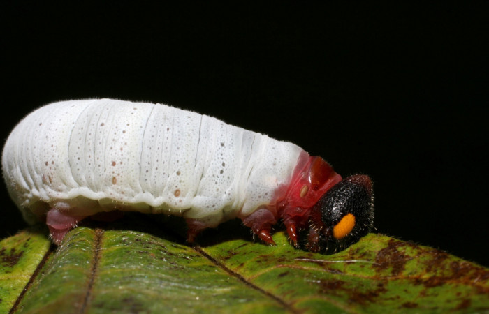 Figura 6. Larva de <i>Phocides</i> pigmalionDHJ02 (Hesperiidae) posición lateral mostrando patas y ojo falso, 06-SRNP-41789-DHJ416885.