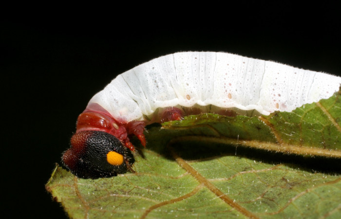Figura 5. Larva de <i>Phocides</i>  pigmalionDHJ02 (Hesperiidae) posición lateral mostrando donde esta alimentandose, 06-SRNP-41789-DHJ416886.