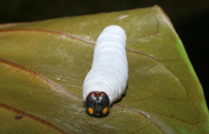 Figura 9.  Larva de <i>Phocides</i> pigmalionDHJ02 (Hesperiidae) posición frontal  mostrando ojos falsos, 07-SRNP-33512-DHJ430770.