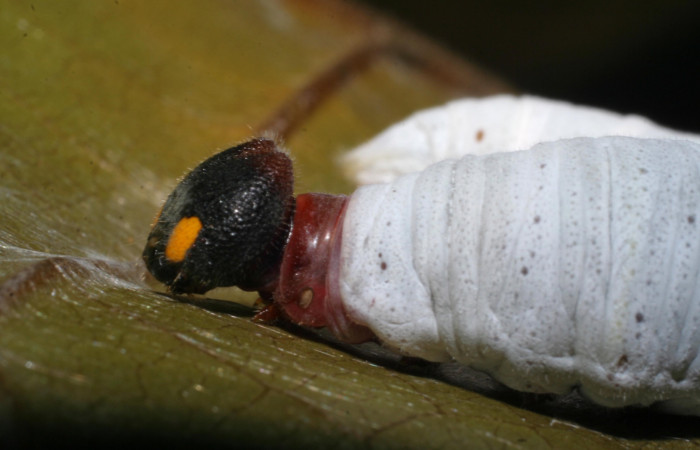 Figura 8.  Larva de <i>Phocides</i>  pigmalionDHJ02 (Hesperiidae) posición lateral mostrando la cabeza, 07-SRNP-33512-DHJ430778.