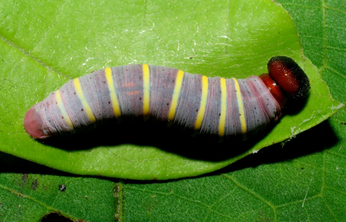 Figura 3. Larva de <i>Phocides</i>  pigmalionDHJ02 (Hesperiidae) posición dorsal, 07-SRNP-33512-DHJ434253.