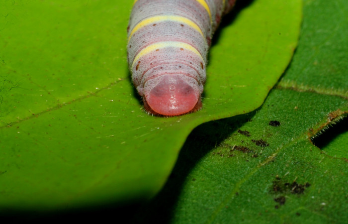 Figura 4. Larva  de <i>Phocides</i> pigmalionDHJ02 (Hesperiidae) posición de la cola, 07-SRNP-33512-DHJ434257.