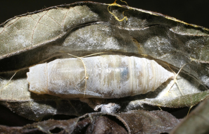 Figura 12. Pupa de <i>Phocides</i>  pigmalionDHJ02 (Hesperiidae) posición dorsal 07-SRNP-42034-DHJ427734.