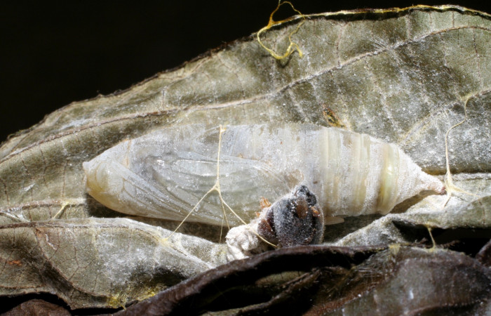 Figura 13. Pupa de <i>Phocides</i>  pigmalionDHJ02 (Hesperiidae) posición lateral 07-SRNP-42034-DHJ427735.
