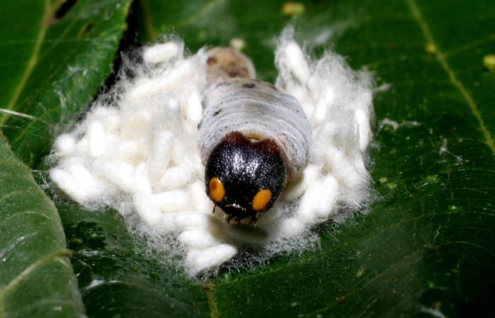 Figura 10.Parásitos de la Familia (Braconidae) especie <i>Apanteles randallgarciai</i>  puestos en la larva  Phocides pigmalionDHJ02, Familia (Hesperiidae) 07-SRNP-42035-DHJ427740.