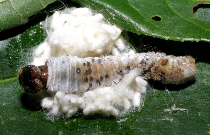 Figura 11.Parásitos de la Familia (Braconidae) especie <i>Apanteles randallgarciai</i>  puestos en la larva  Phocides pigmalionDHJ02, Familia (Hesperiidae) 07-SRNP-42035-DHJ427742.