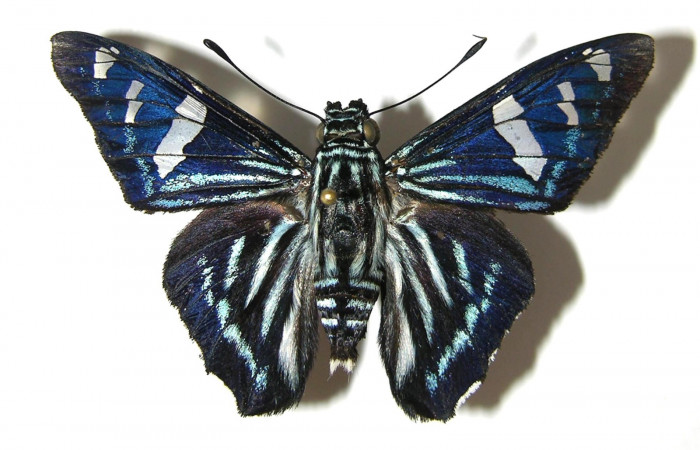 Figura 14. Adulto de <i>Phocides</i>  pigmalionDHJ01 Familia (Hesperiidae) en posición dorsal 07-SRNP-42389-DHJ378456.